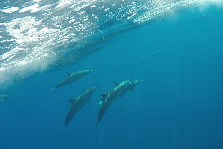 Half Day Snorkel in Lanai Island and Spinner Dolphin Search