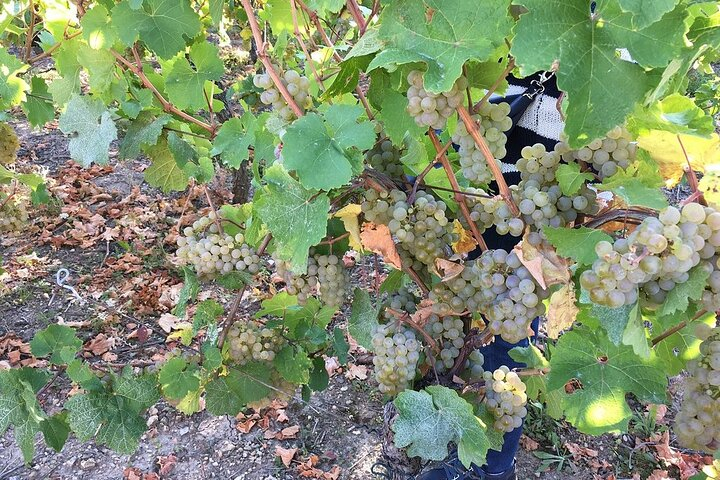 ICONICS Tour: 1/2 day on the Wine Route, visit of 2 Villages + Tasting. kh5s3p8l
