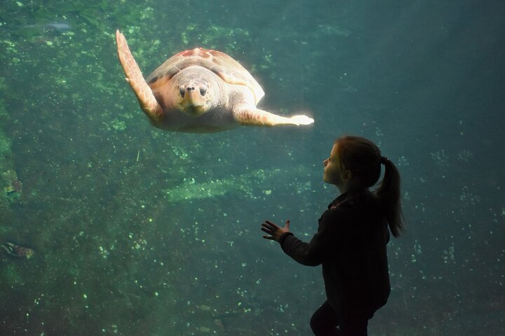 Entrance Ticket Nausicaa, the biggest aquarium in Europe AAkbdhh6