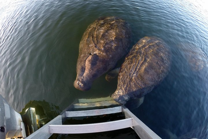Small group Manatee Tour with In-Water Divemaster/Photographer kZeEliJa