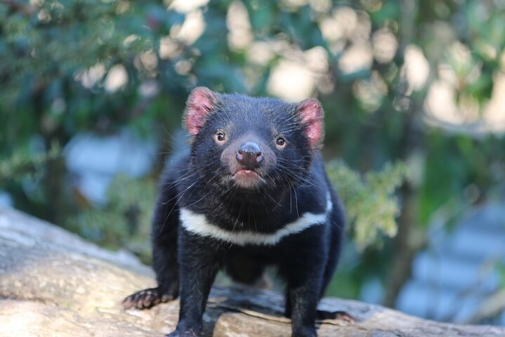 1-Hour Tasmanian Devil Feeding Day Tour at Cradle Mountain DXie8mzB