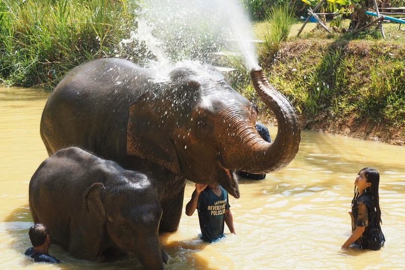 Elephant Mud Bath and Shower Experience in Phuket