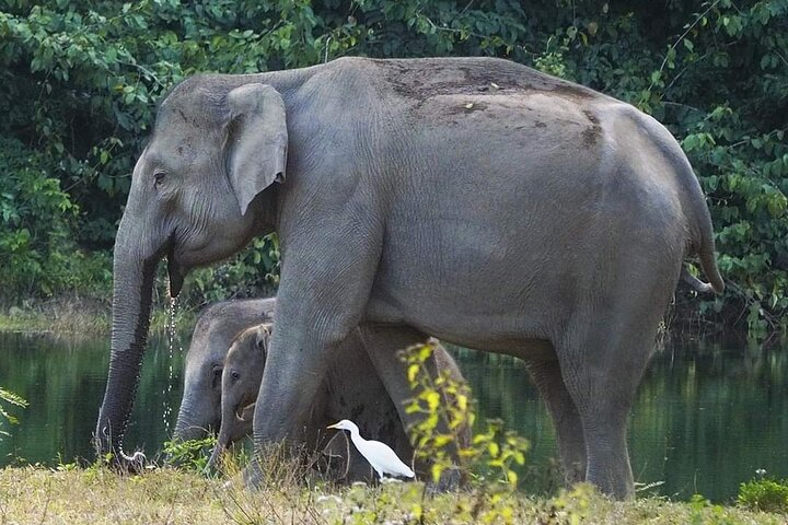 Elephant and Wildlife Watching in Kuiburi National Park - Private Afternoon Tour Ysm8XP2h
