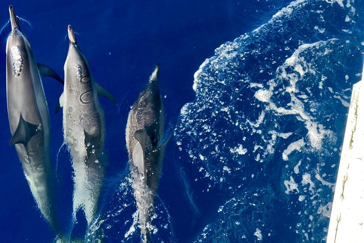 From Lahaina Harbor: Lanai Snorkeling & Dolphin Encounter Aboard Quicksilver 