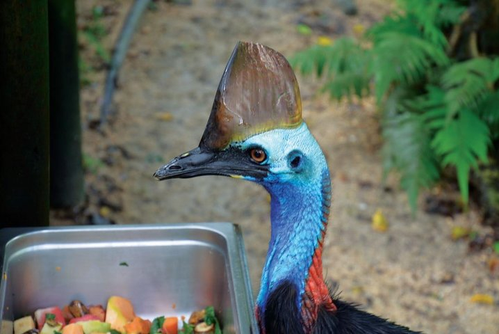  Birdworld Kuranda Entry Ticket sZrDx7rc