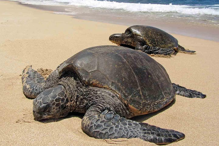 Sukamade Turtle Land Beach (2D1N)