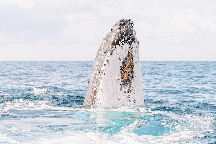 Premier Whale Watching Byron Bay D1oCgKbt