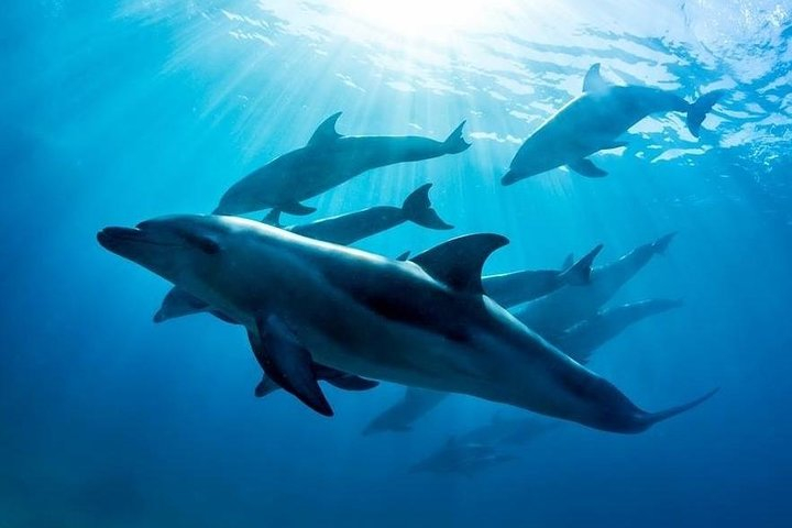 3 hour Dolphin and Seal Swim (NOV-APR) It8QbjwI
