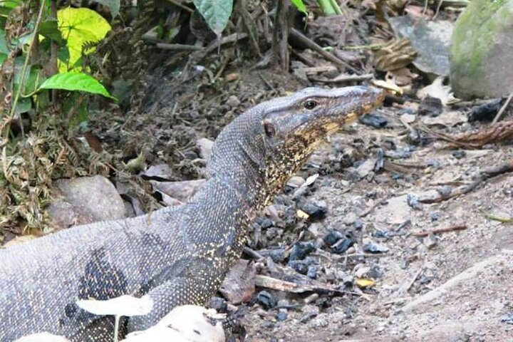 All-in 3N/4D Bukit Lawang Tour For School RKmAGoNp