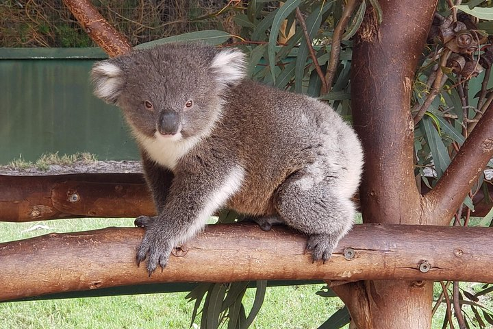 Perth City Highlights and Wildlife Park Tour