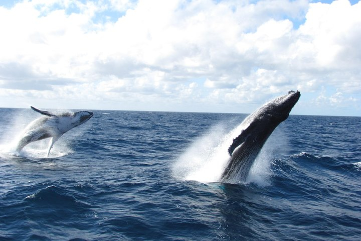 Tangalooma Island Resort Whale Watching Day Cruise with Dolphin Feeding