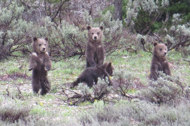 Grand Teton National Park - PRIVATE Sunrise Tour from Jackson Hole uTpcXMoO