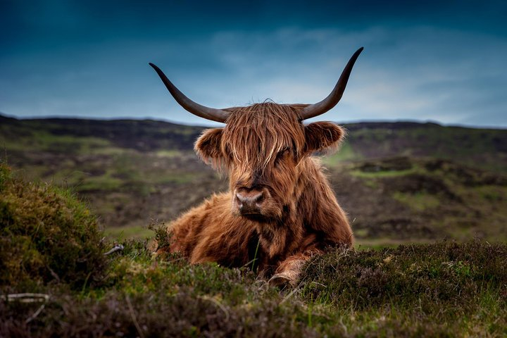 Aberdeenshire Castles Cows and Whisky Private Day Trip 99TxtWkX