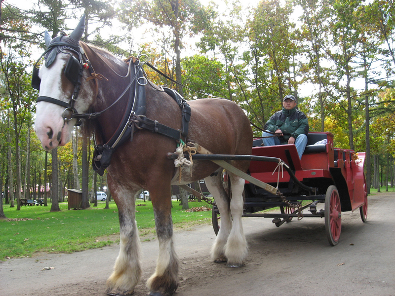 Northern Horse Park Admission Assisted Riding Tour Set Ticket In Tomakomai Hokkaido Harga Promo Tiket Com