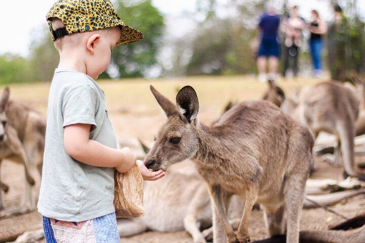 Lone Pine Koala Sanctuary Day Pass dddX6RyJ