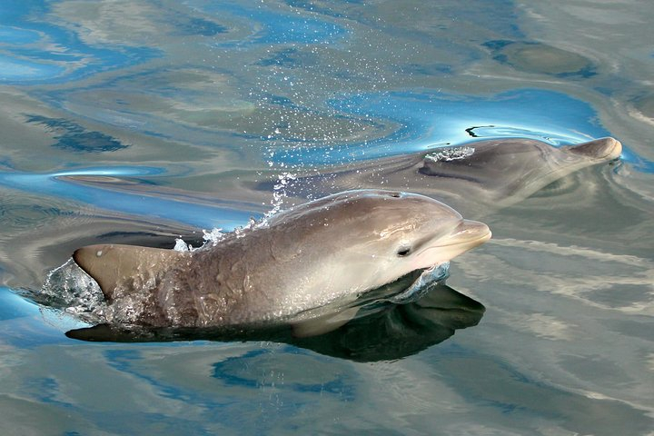 Dolphin Watch + Sailing - Port Stephens DPl3sJnw
