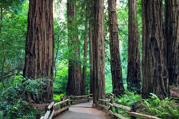 Tiket San Francisco - Muir Woods National Forest Tour Harga Promo ...