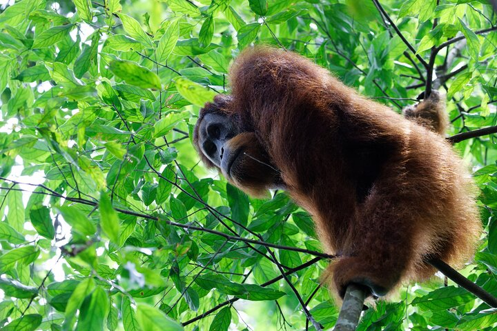 7 Days 6 Nights North Sumatra Tour (Bukit Lawang-Berastagi-Lake Toba) FgmQPkgp