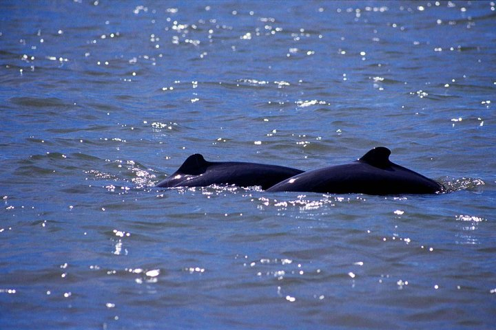 Dolphin Mangrove Cruise