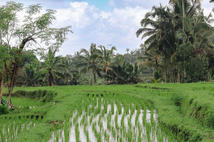 Day Trek in the Rice Fields of Tabanan and Tubing Subak