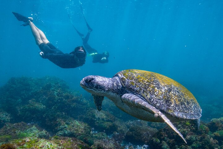 Snorkel with Turtles Gold Coast