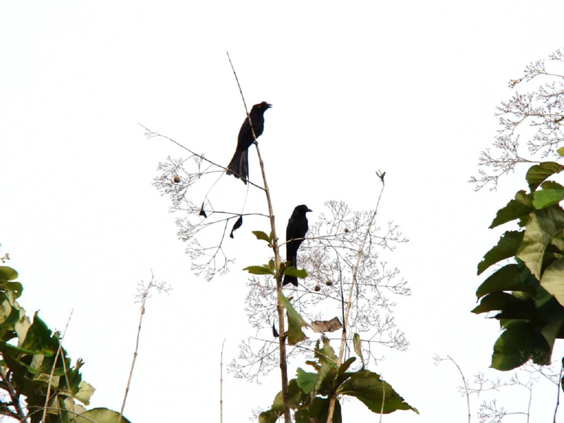 Desaru Coast Birdwatching Experience PIRaaRz4
