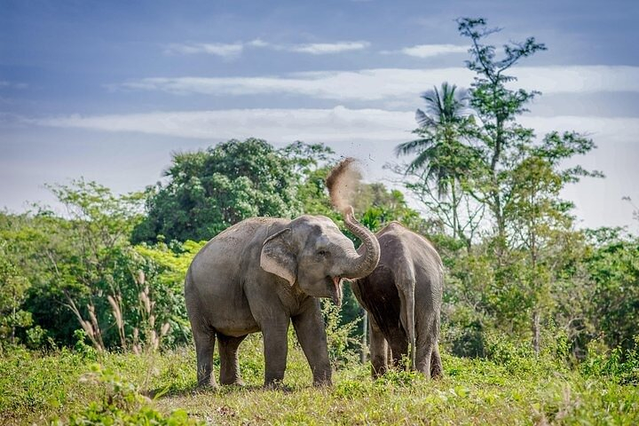 An Afternoon with the Elephants at Phuket Elephant Sanctuary rdFD3RPW