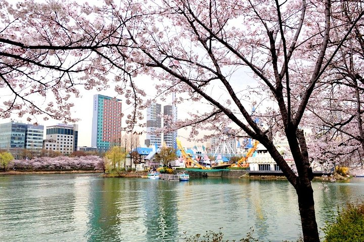 Private Cherry Blossom Tour (only APR) from Seoul with Yeouido and Seokchon lake