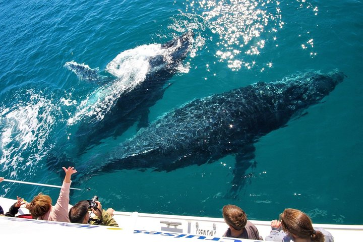 Hervey Bay Whale Watching Experience