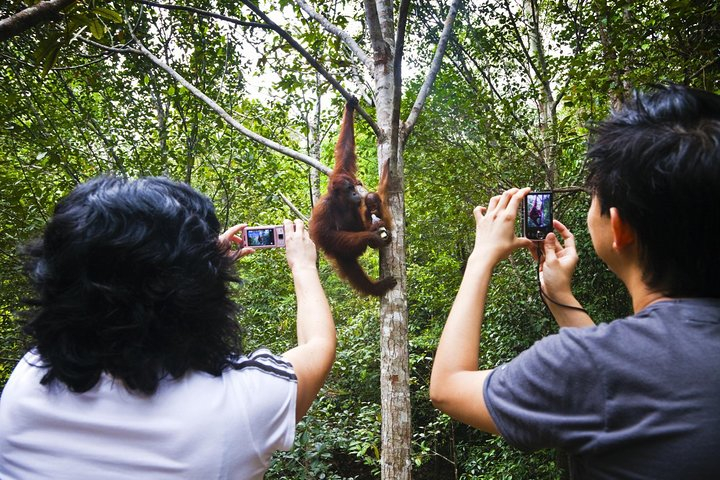 Marvellous Creature Orangutan : Sarawak Semenggoh Wildlife Centre Tour