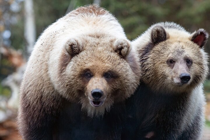 Skip the Line: Daily Admission at Woodland Park Zoo Ticket fWtfcI69