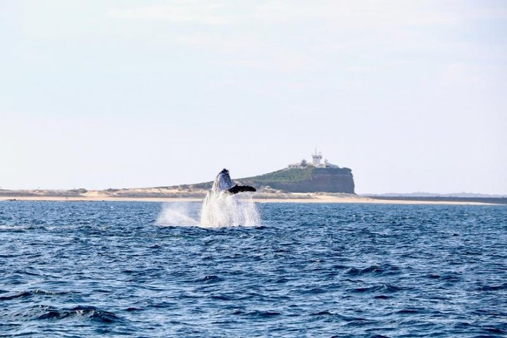 Humpback Whale Encounter Tour from Newcastle uqsaeu49