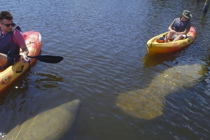 Guided Kayak Dolphin Eco Tour in Pelican Bay TLq5Q6bg