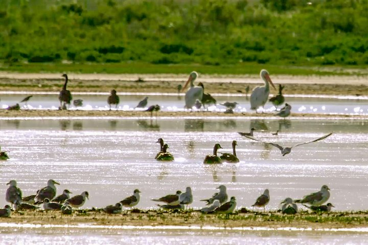 Great Salt Lake Guided Bus Tour from Salt Lake City KN0OG0kp