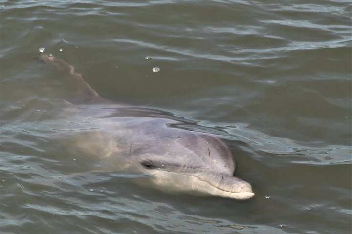 Private Hilton Head Sunset Dolphin Tour ZdyPPTcV