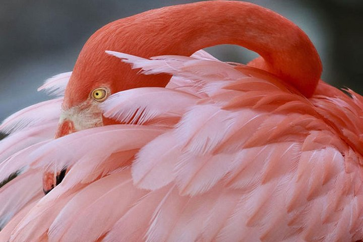 Skip the Line: Flamingo Gardens Admission Ticket in Fort Lauderdale 8wkvXhpa