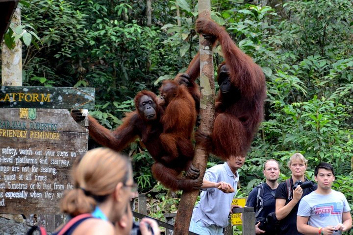 Semenggoh Wildlife Centre Tour: Discover Sarawak’s Orangutans MvWfhHn3