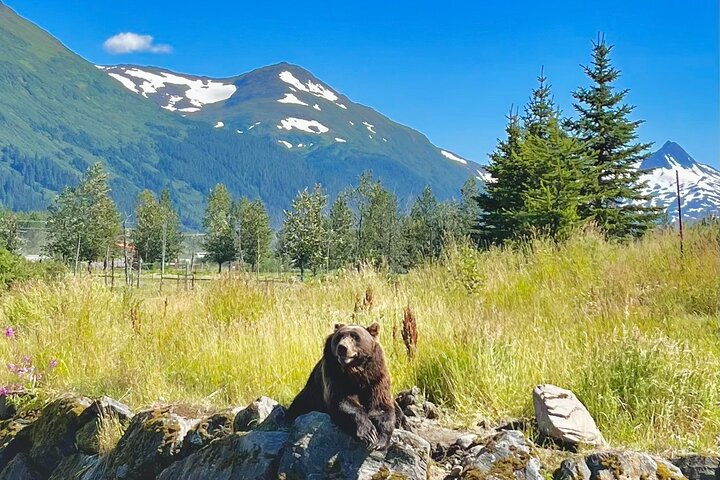 Ultimate Anchorage Summer Wildlife Tour a3ShJj2d