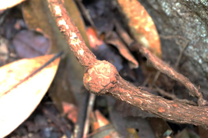 Day-Trip to Gunung Gading Rafflesia Centre from Kuching City XALE8b1v