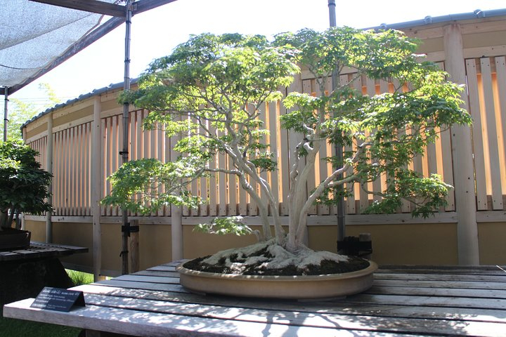 Bonsai Museum & Bonsai Experience GK9nf1fi