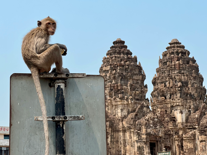 Unseen Lopburi: The Land of Monkey u26y3oze