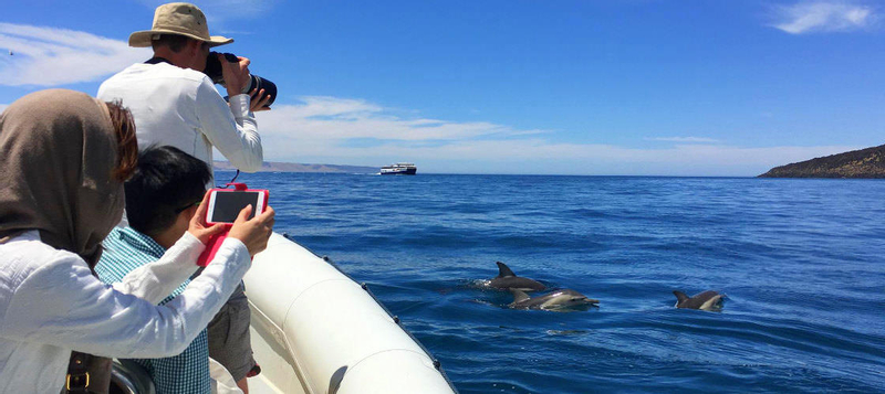 Kangaroo Island Dolphin Safari Cruise mWcmsyU4