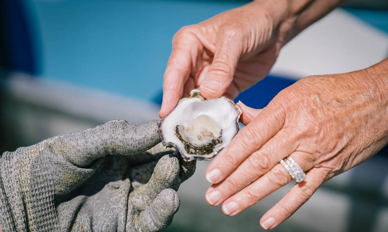 90 Minute Coffin Bay Short and Sweet Oyster Farm Tour jlvlj032