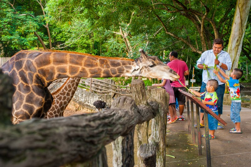 Khao Kheow Open Zoo Pattaya WB0lLvJd