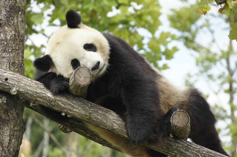 ZooParc de Beauval: Entry Ticket TdqAnyx0