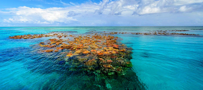 Museum Of Underwater Art And Great Barrier Reef Snorkeling Day Trip NMBbSN7H