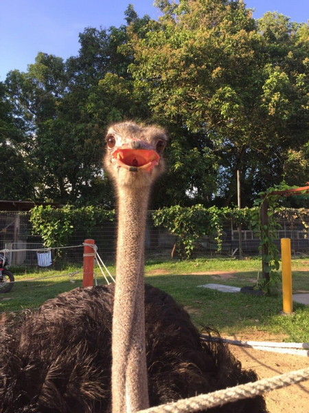 PD Ostrich Show Farm oXxLFn8z