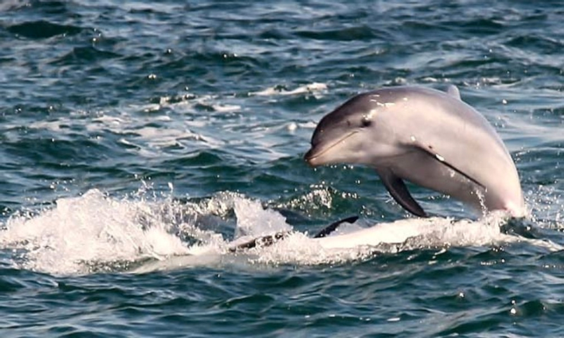 Dolphin & Seal Sightseeing Cruise KIhbcaoe