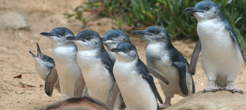 Great Ocean Road and Phillip Island Penguins 2 Day Tour ej5twHDQ
