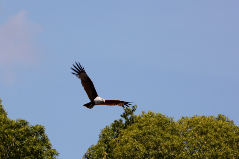 Birdwatching Experience in Desaru , Johor 9zz0csy7